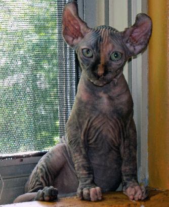 elf kitten