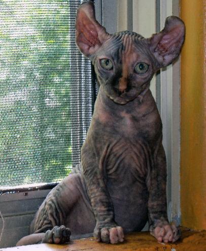 elf cat