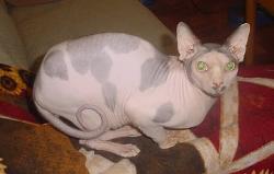 Hadakats IBSPHYNX