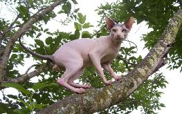 Satin kitty's Im all ears of kleedom