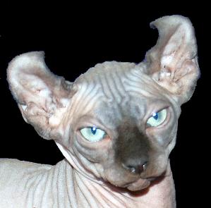 elf cat